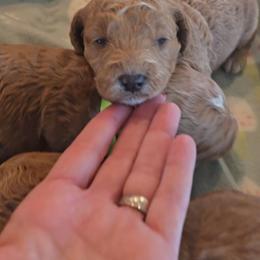 Guinness - Apricot male Goldendoodle puppy in Red Oak, Iowa from Fisher Pups-Stay Golden with a Doodle
