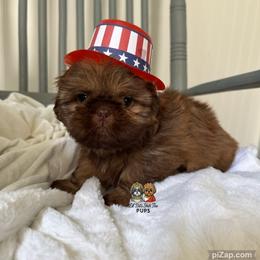 Teddy - Chocolate male Shih Tzu puppy in Walkertown, North Carolina from Lil’ Bit’s Shih Tzu