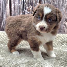 Australian Shepherd, Companion Cross, Miniature American Shepherd, Miniature Australian Shepherd, and Toy Australian Shepherd Puppies from Aloe Aussies