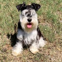 Renzee - Miniature Schnauzer