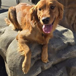 RUBY - Golden Retriever