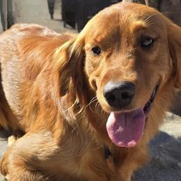 RUBY - Golden Retriever