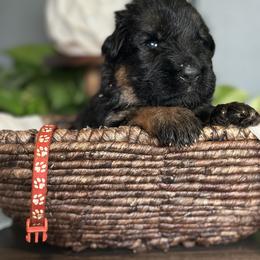 German Shepherd Puppies from Vom Hausgladfel