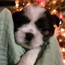 Dot - Sable and white female Shih Tzu puppy in Wolcottville, Indiana from Ducky's Doodles