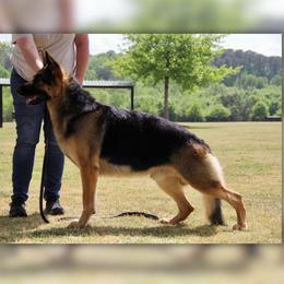 Perry - German Shepherd