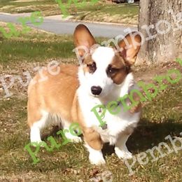 Spanky - Pembroke Welsh Corgi