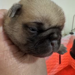 Puppy 2 - Fawn male Pug puppy in Watseka, Illinois from Jakes Lil Country Kennels