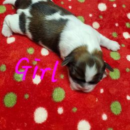 Shih Tzu Puppies from Furever Hometown Shih Tzu
