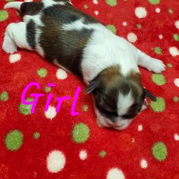 Shih Tzu Puppies from Furever Hometown Shih Tzu