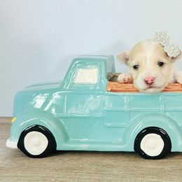 Maltese, Maltipoo, Poodle, and Yorkshire Terrier Puppies from Paw Perfect Pets
