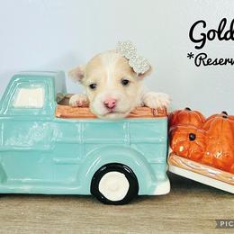 Maltese, Maltipoo, Poodle, and Yorkshire Terrier Puppies from Paw Perfect Pets