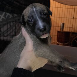 Greyhound Puppies from Angela Holtzen