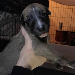 Greyhound Puppies from Angela Holtzen