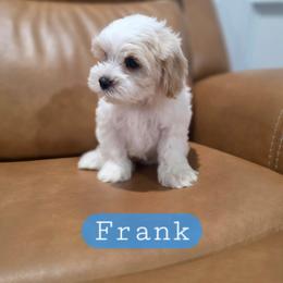 Frank - male Cavapoochon puppy in Bullard, Texas from Cavapoochon Central LLC