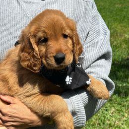Black - Dark golden Golden Retriever puppy in Damon, Texas from A & J Golden Retrievers of Texas