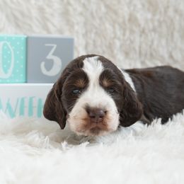 Banshee - English Springer Spaniel puppy from Spellcraft Springers