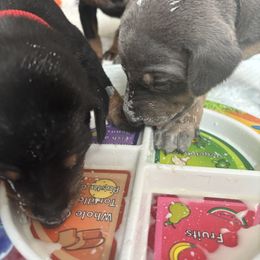 Doberman Pinschers from NY Dobermans