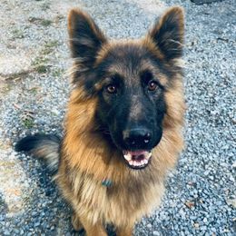 German Shepherds from Shepherds Rose Garden