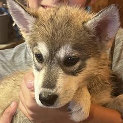 Girl 2 - female Tamaskan puppy in Kansas City, Missouri from Little Bear Tamaskans