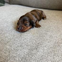 Blaze - Dapple male Dachshund puppy in Madera, California from The House Of Dox