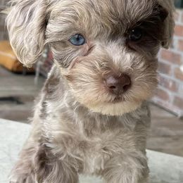 Schnoodles from Pets of the Prairie
