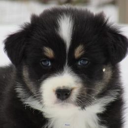 Australian Shepherd Puppies from Parsons Australian Shepherds