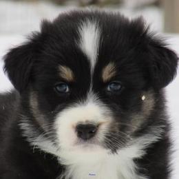 Australian Shepherd Puppies from Parsons Australian Shepherds