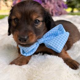 Teddy - shaded long hair - Sable male Dachshund puppy in Lakeland, Florida from Elite Doxies Florida