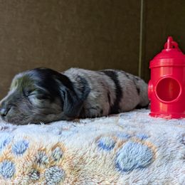 Boy 2 - Dapple male Dachshund puppy in Tennessee Colony, Texas from Hairy Wieners