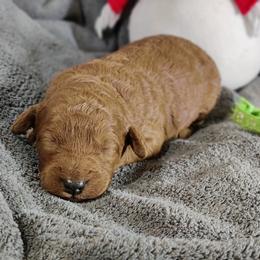 Colton (dark green  collar)-OFA and CHIC parents - Red  male Poodle puppy in Westfield, North Carolina from Legacy Pets