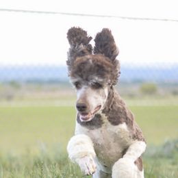 Aussiedoodles, Poodles, and Shichons from PTK Ranch