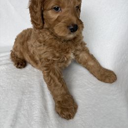 Goldendoodle and Maltipoo Puppies from DoodlesofNW