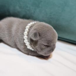 French Bulldog Puppies from Short Leg Frenchies