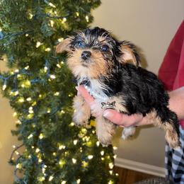 Girl 1 - Black and tan female Yorkshire Terrier puppy in Loganville, Georgia from The Doggy Empire
