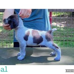 Teal - Liver and white male German Wirehaired Pointer puppy in Umatilla, Florida from Double D Picards and GWPs