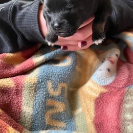 Pomeranian Puppies from Paradise Point Pomeranians