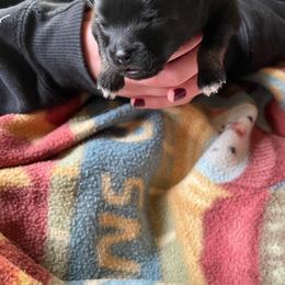 Pomeranian Puppies from Paradise Point Pomeranians
