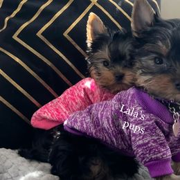 Yorkshire Terriers from Lala’s Pups