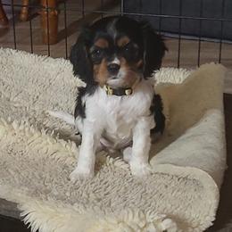 Cavalier King Charles Spaniel Puppies from God's Designs Cavaliers