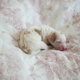 Teddy - Parti male Goldendoodle puppy in Vancouver, Washington from Blissful Doodles