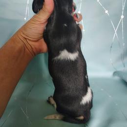 Dachshund Puppies from Witchy Woman’s Wiener’s