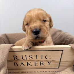 5th pick boy (Red) - Dark golden male Golden Retriever puppy in Petaluma, California from Contango Goldens