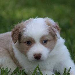 Gold boy 2 - Gold male Border Collie puppy in Tylertown, Mississippi from Cool Meadow Farms