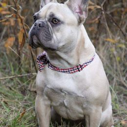 French Bulldogs from Kingdom French Bulldogs