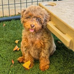 Cocoa Pebbles - Chocolate merle female Bernedoodle puppy in Rose Hill, North Carolina from Red Door Canines