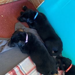 Belgian Malinois and Working Cross Puppies from L G Kennels