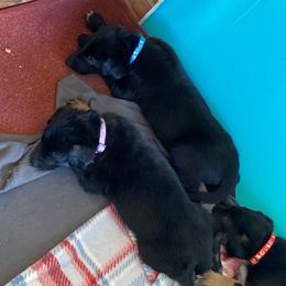 Belgian Malinois and Working Cross Puppies from L G Kennels