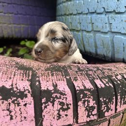 Cupcake - Piebald female Dachshund puppy in New York from T. Rex Doxies & Friends