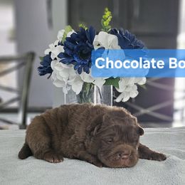 Chocolate Boy - Chocolate dilute male Chinese Shar-Pei puppy in Blossvale, New York from CNY Shar Peis
