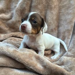 Dolly Parton - Piebald female Dachshund puppy in Dobson, North Carolina from Oakleys Dachshund Haven